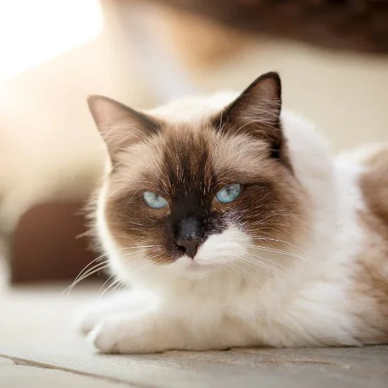 Cat Memorial & Remembrance Gifts - Liliana and Liam