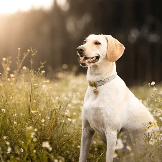 Dog Memorial & Remembrance Gifts - Liliana and Liam